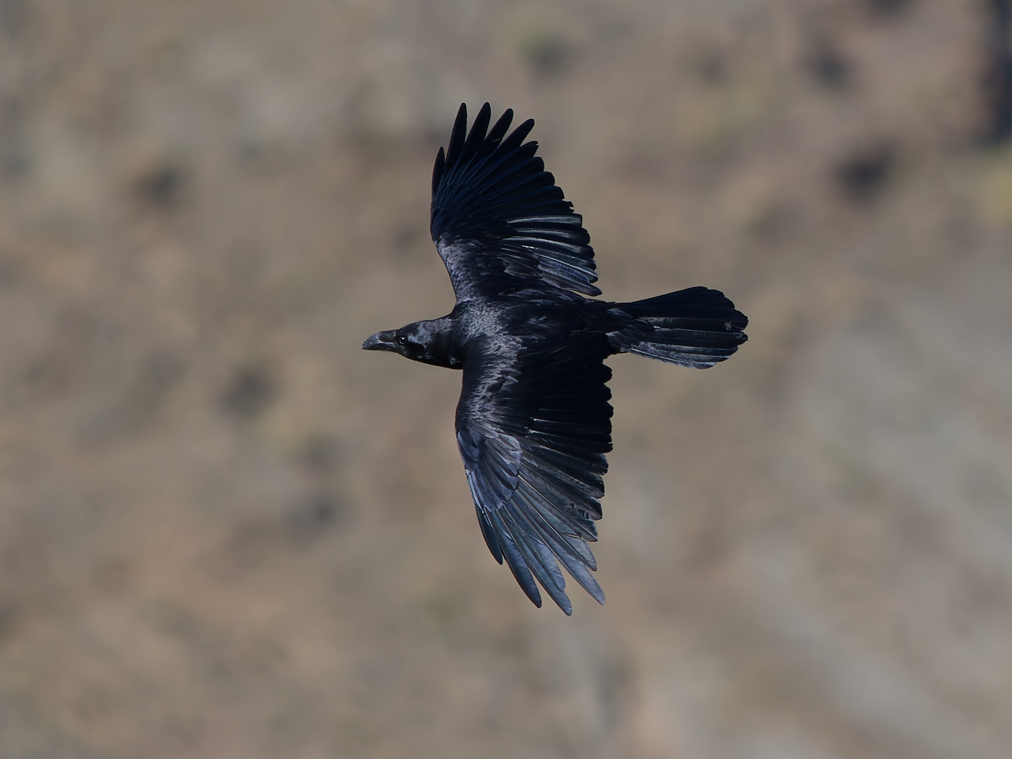 Northern raven (Corvus corax)